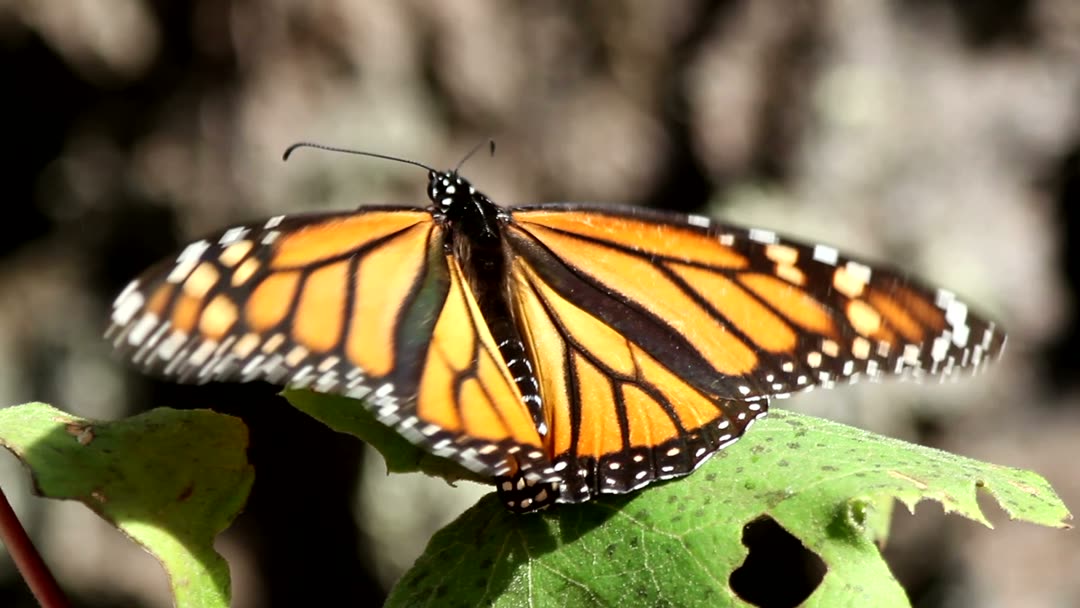 Un papillon monarque posé sur une feuille ouvre ses ailes et prend son envol